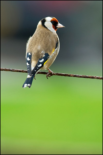 Goldfinch