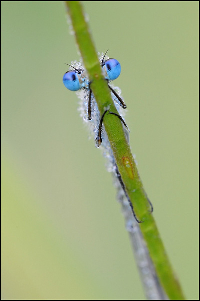 Common Blue Damselfly