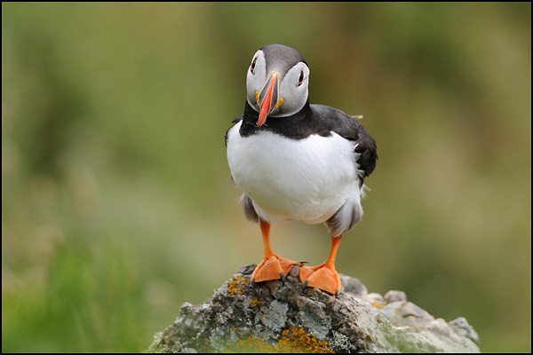Puffin