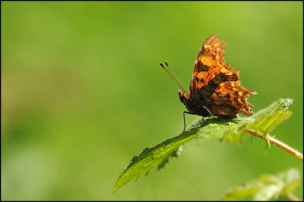 Comma Butterfly (Polygonia c-album)