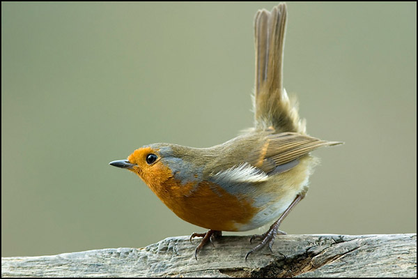 Robin