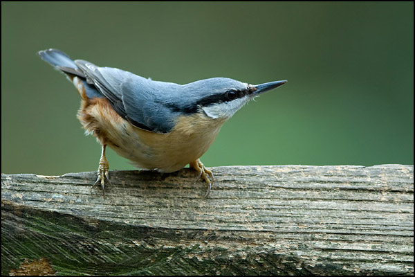 Nuthatch