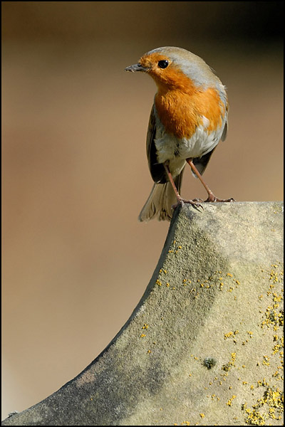 Robin
