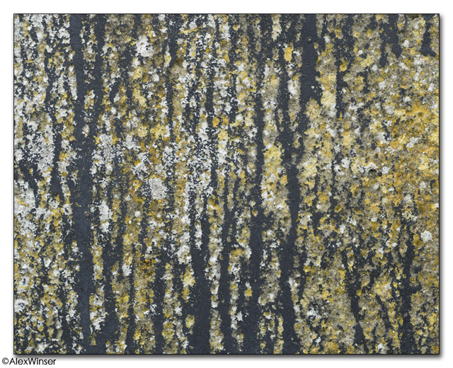 Birch Forest