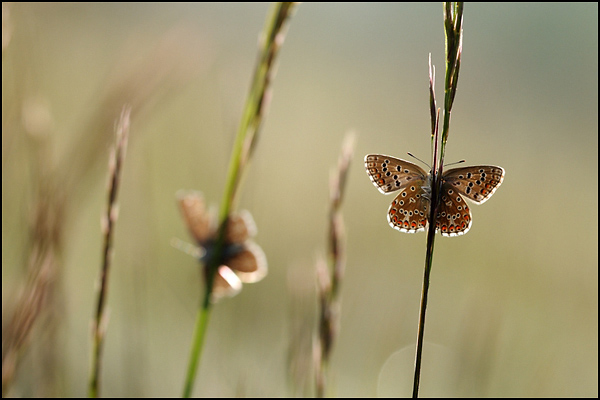 Adonis Blues at Dawn