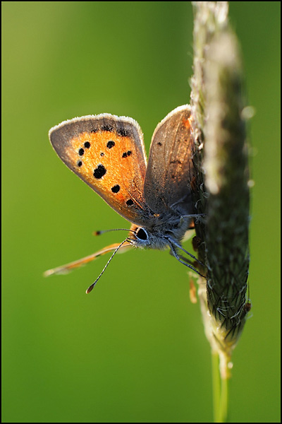 Small Copper Butterfly