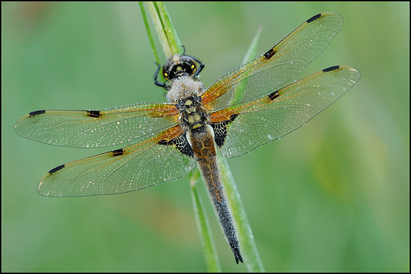 Four-spotted Chaser (Libellula quadrimaculata)