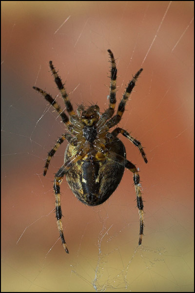 Garden Spider