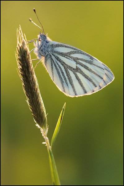 Green-veined White (Pieris napi)