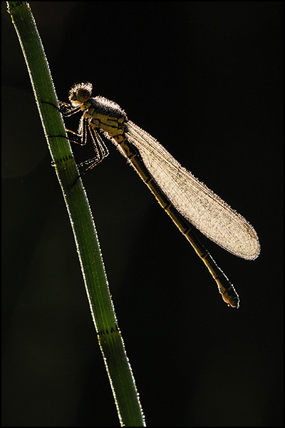 Red-eyed Damselfly (Erythromma najas)
