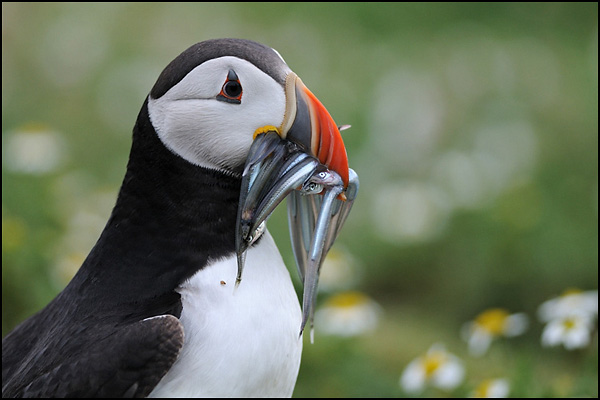 Puffin