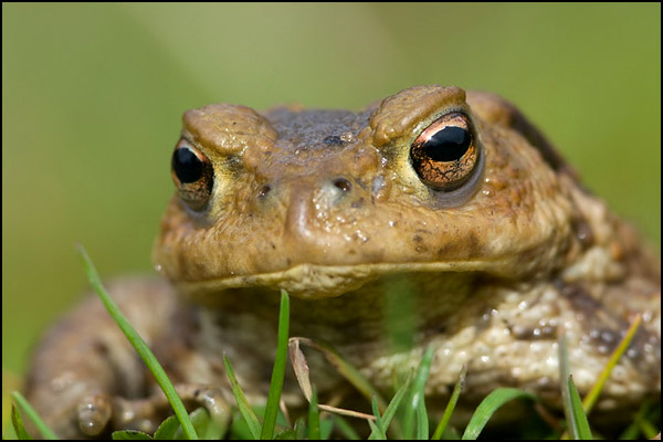 Common Toad