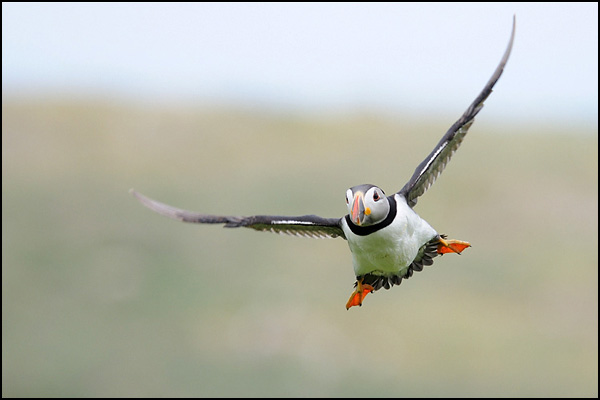 Puffin
