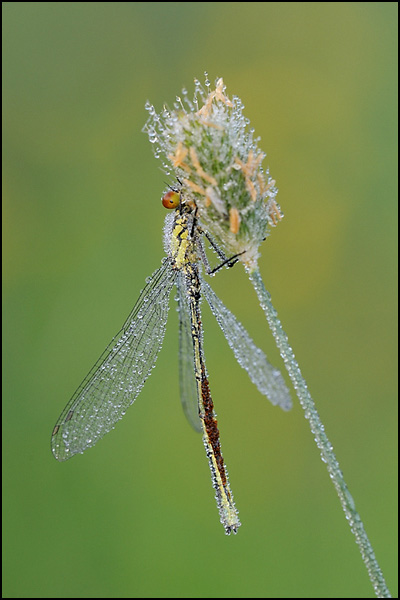 Red-eyed Damselfly (Erythromma najas)
