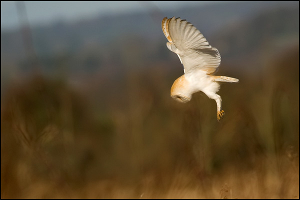 Barn Owl Hunting