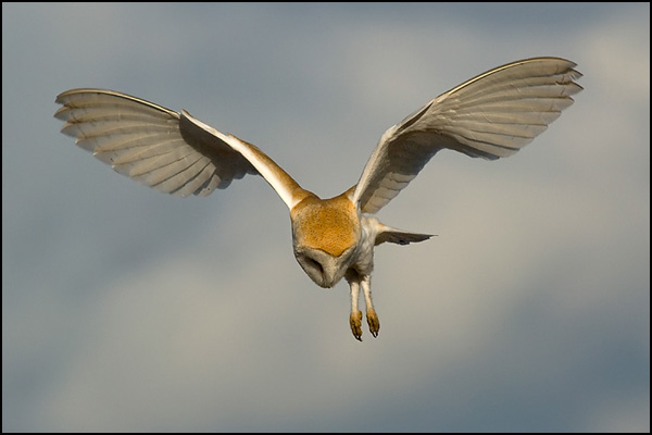 Barn Owl Hunting