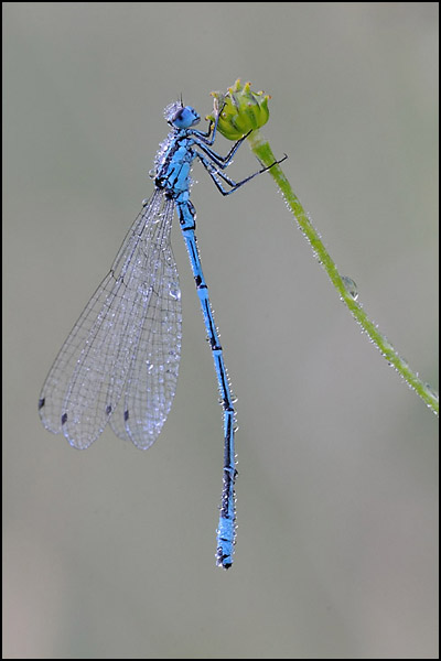 Common Blue Damselfly
