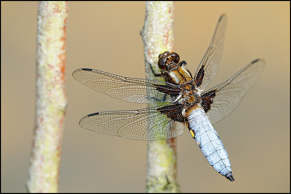Broad-bodied Chaser (Libellula depressa)