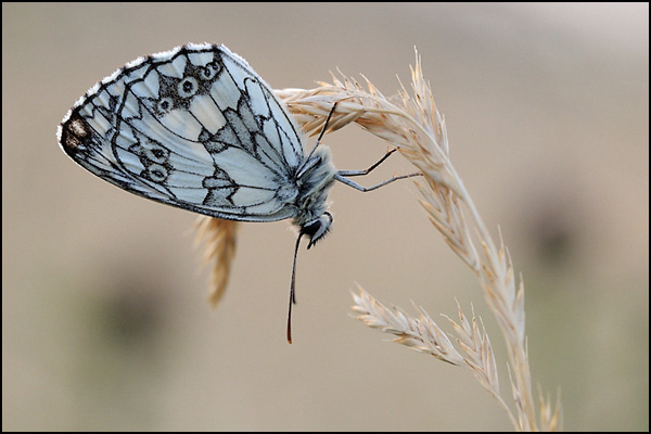 Marbled White Butterfly