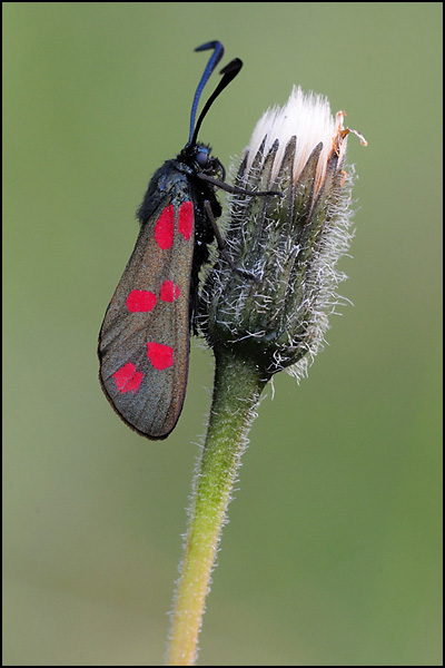 Six-Spot Burnett Moth