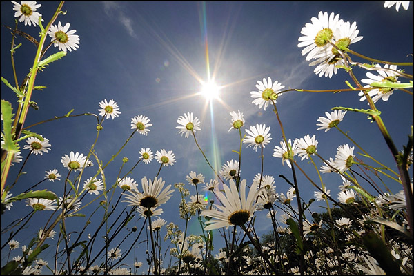 Ox-eye Daisy View