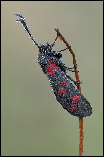 Six-Spot Burnett Moth