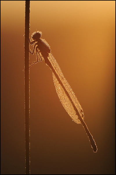 Azure Damselfly (Coenagrion puella)