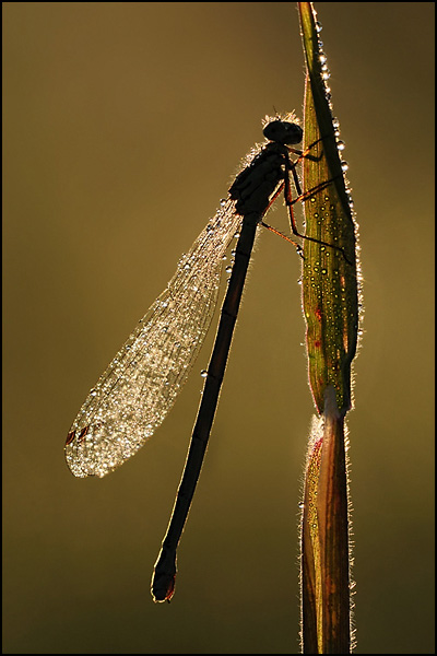 Backlit Common Blue Damselfly