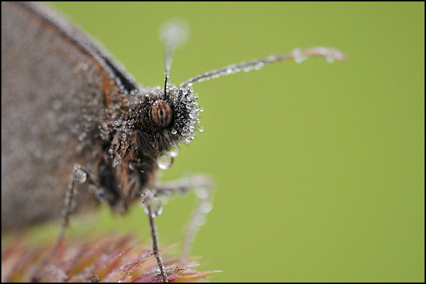 Meadow Brown (Maniola jurtina)