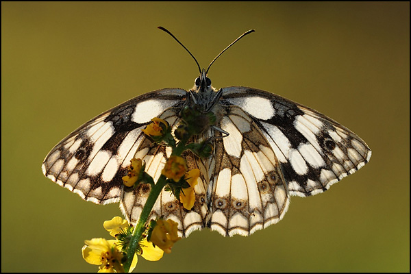 Marbled White at dawn