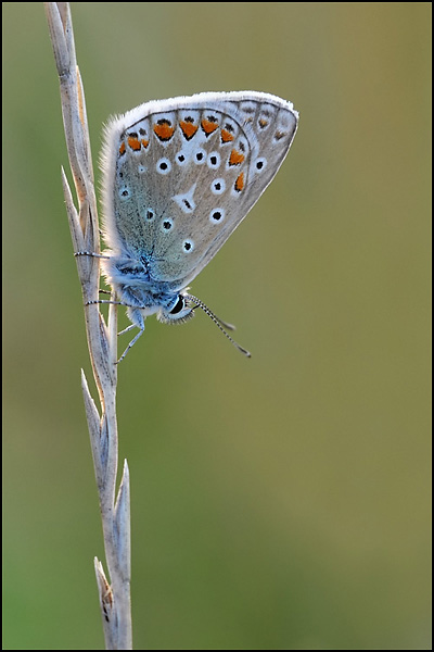 Common Blue Butterfly
