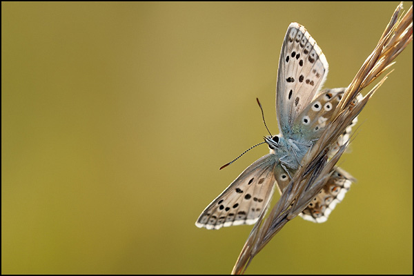 Chalk-hill Blue