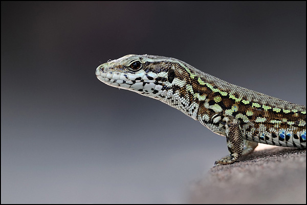 Umbrian Lizard