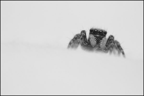 Jumping Spider