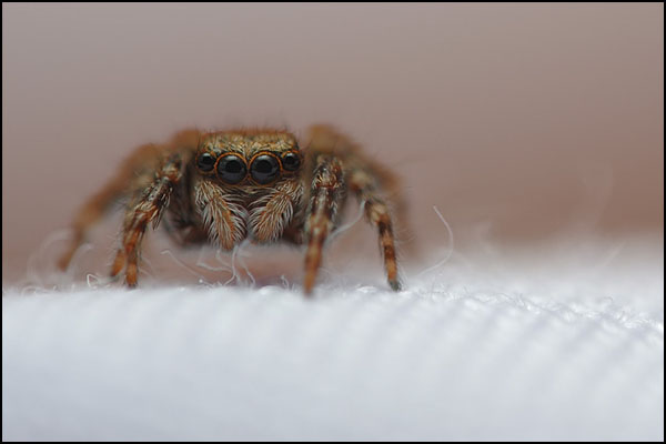 Jumping Spider