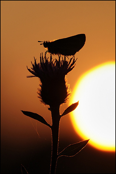 Small Skipper at sunset