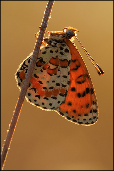 Spotted Fritillary