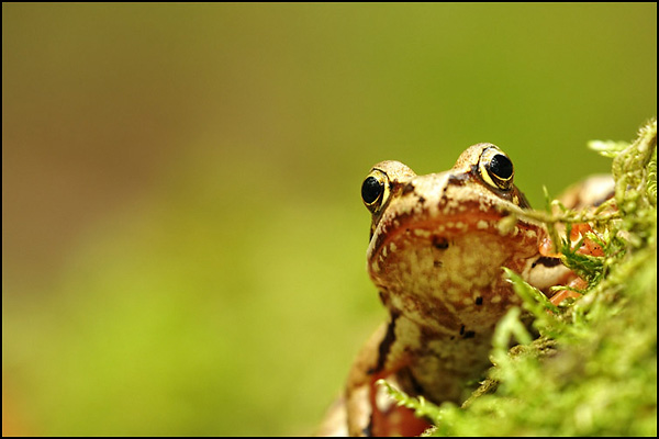 Common Frog