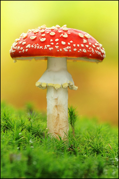 Fly Agaric