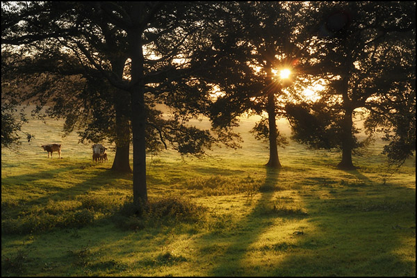 Kingsfold Dawn