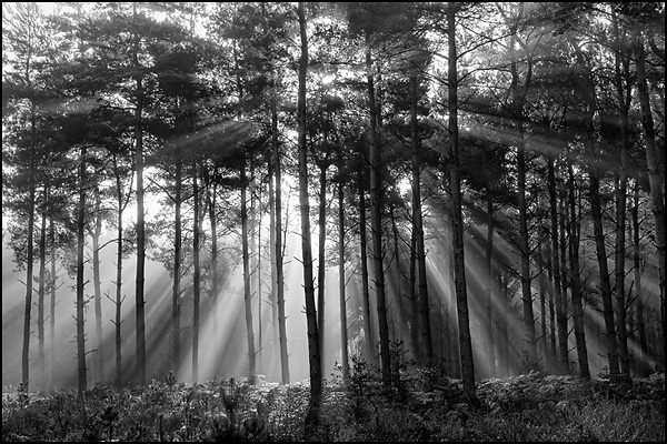 Bursting Light