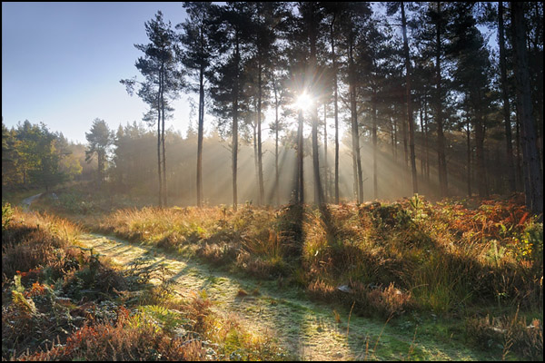 Woodland Ride at Dawn