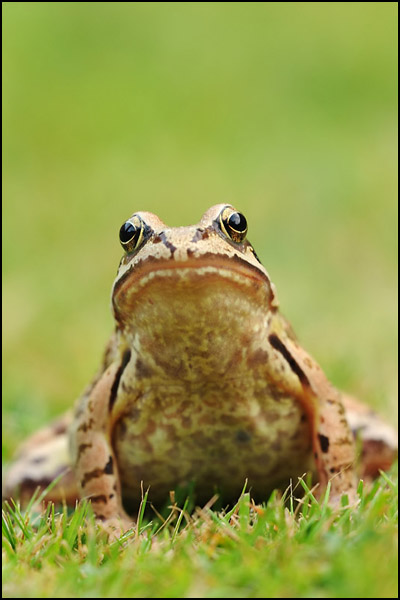 Common Frog