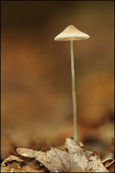 Bonnet Mycena