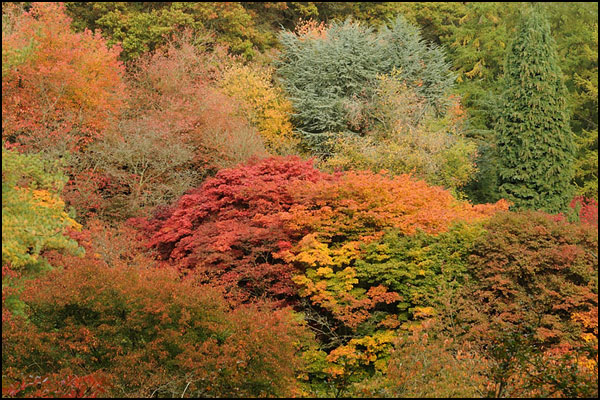 Autumn Colours