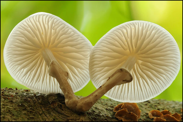 Porcelain Fungi