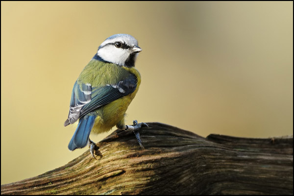Blue Tit