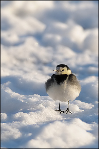 Pied Wagtail in the Snow
