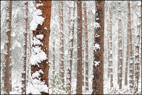 Pines in the Snow