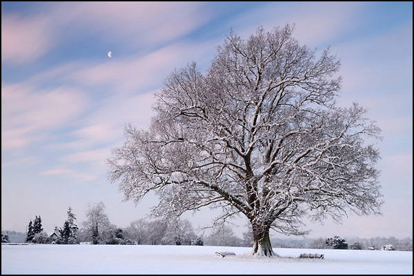 Mighty Oak in the Snow